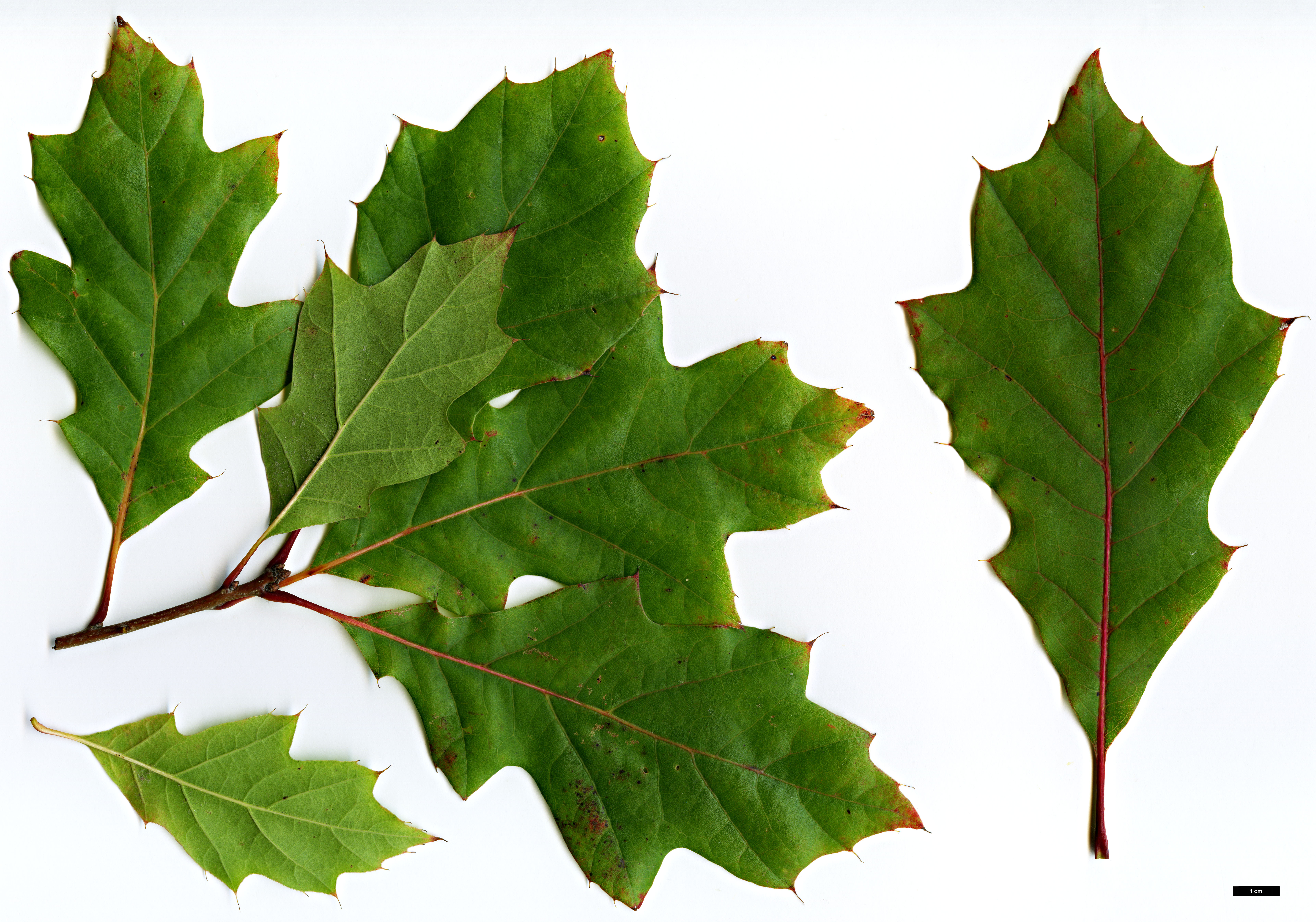 High resolution image: Family: Fagaceae - Genus: Quercus - Taxon: ×runcinata (Q.imbricaria × Q.rubra)